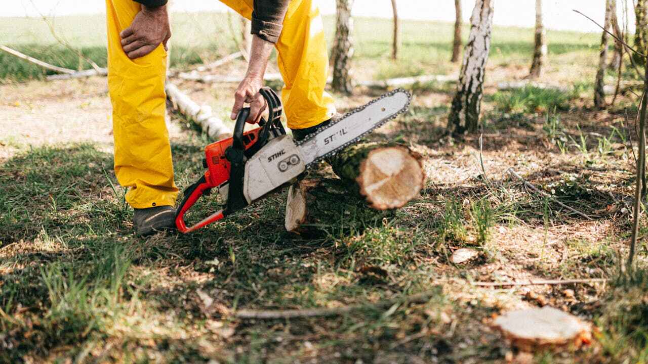 Professional Tree Service in Brookside Village, TX